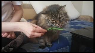 Cat loooves eating grass, part 2 by anadebergerac 574 views 2 years ago 1 minute, 48 seconds