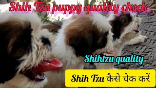 check purity of Shih Tzu puppy ll Shih Tzu quality check ll identify Shih Tzu #abhaypetslover