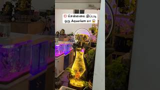💢 சென்னையில இப்படி ஒரு Aquarium மா 😱 ||இனிமே இங்கயே Aqua Pets வாங்கிக்கலாம் #trendingshorts #shots