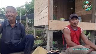 THE PROGRESS OF MR. HASIM'S ONION LEAVES IS VERY GOOD AND MAS MUSLIM