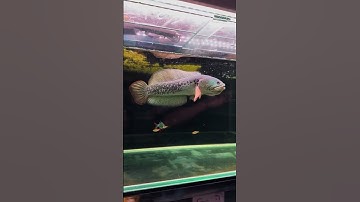 Cá lóc Hoàng Đế Channa Barca - Đẹp đến từng centimet