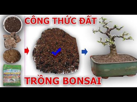 Video Công Thức Đất Trồng Cây Bonsai Cây Cảnh Trong Chậu |... - youtube