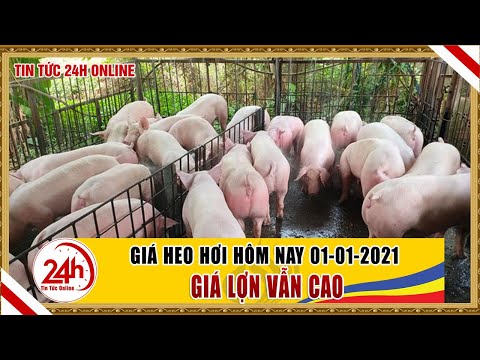 Giá heo hơi hôm nay 02/01  Giá lợn hơi vẫn cao nhưng ổn định, Cập nhật giá lợn hơi mới nhất