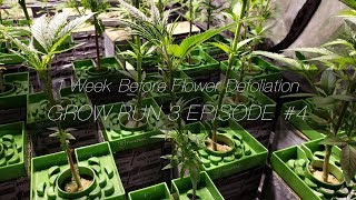 1 Week Before Flower Defoliation - GR3 E4
