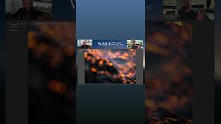 Using Negative Space in Wildlife Photography Composition - Wildlife Photo Chat Video   Teaser