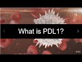 What is pdl1