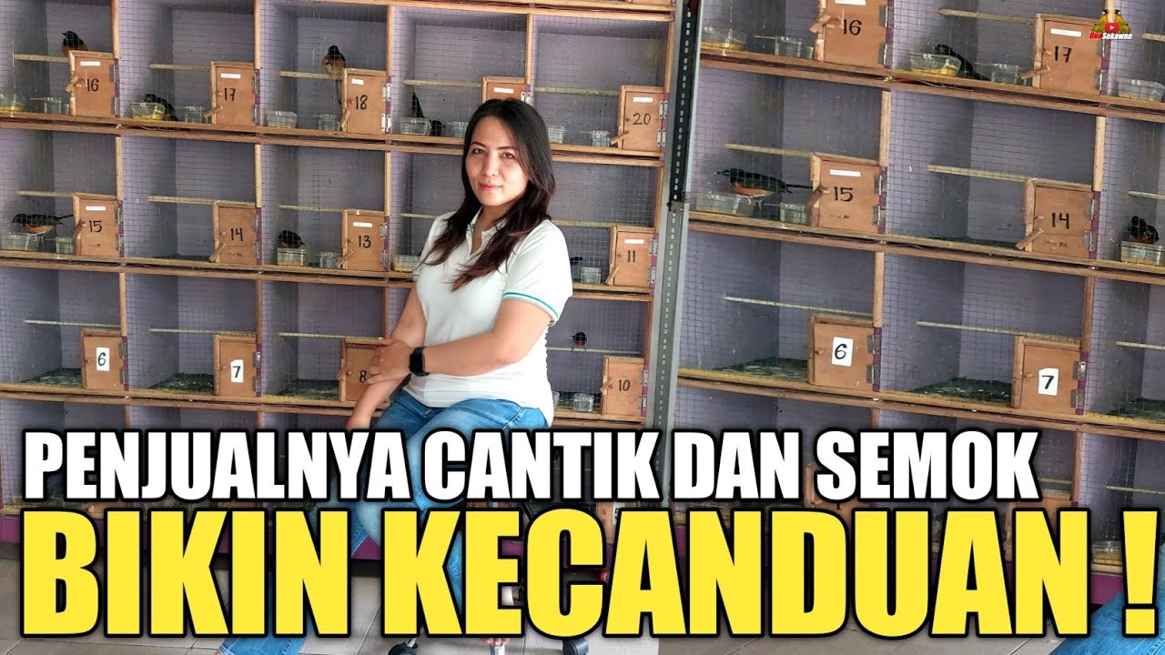 PASTI TERGILA GILA ! LIAT PENJUAL CANTIK DAN HARGA BURUNG DI KIOS RUMAHAN INI !