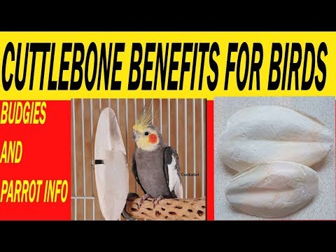 वीडियो: क्या कटलबोन पक्षियों के लिए सुरक्षित हैं?