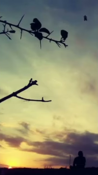 Tik Tok Sunset Reggae || Story WA 2021