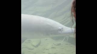Herman the sturgeon