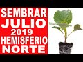 👉QUE SEMPRAR EN JULIO 2019 PLANTAR HEMISFERIO NORTE CALENDARIO DE SIEMBRA