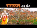 how to grow Ramfal tree || Persimmon Farming || #farming @grosva