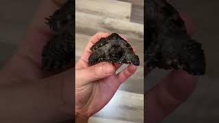 Florida Snapping Turtle | Thế Giới Rùa Cảnh |                       shorts