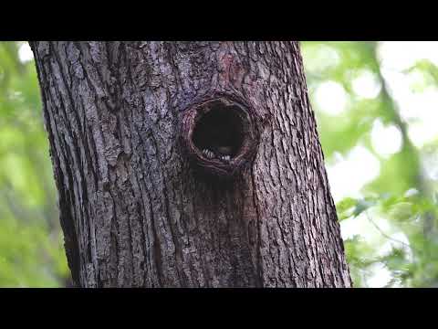 Heckrodt Wildlife Series: Raccoon
