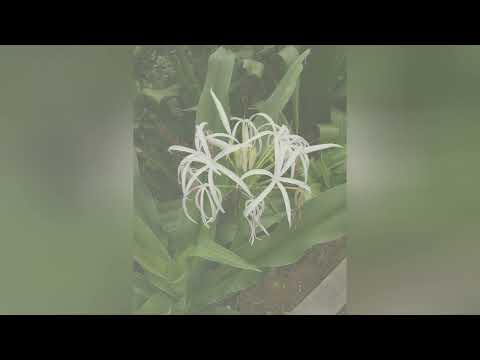 КРИНУМ  (CRINUM)  сем. Амариллисовые