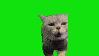 Sneezing Cat Meme Green Screen Chroma Key Template