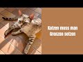 Katzen Muss Man Grenzen Setzen Katze Katzenvideos Katzenaufyoutube Bengalkatze Katzen Miau