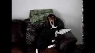 The Chive KCCO-Dog busted for Caturday