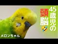 【４５歳児の頭脳！】おしゃべりインコメロンちゃん