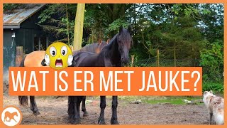 Het Is Niet Oké Met Jauke