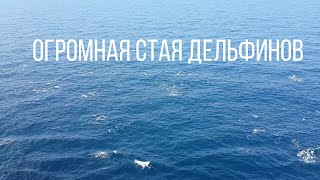 Огромная стая дельфинов на большой скорости выпрыгивает из воды