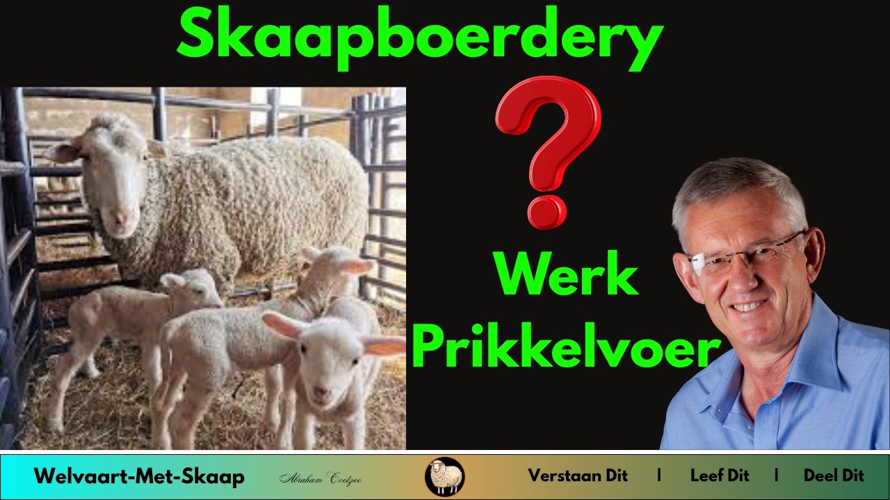 WMS 8 - Hoe belangrik is prikkelvoeding in skaapboerdery en wat is die voordele?