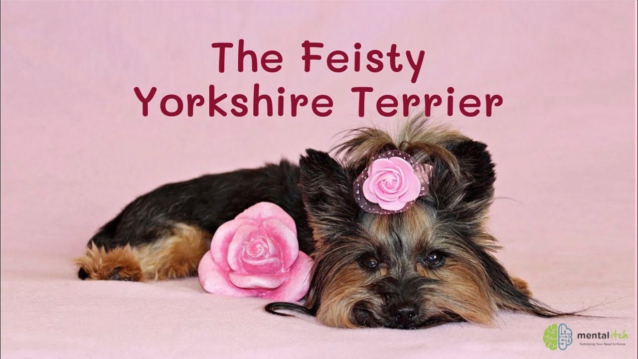 are terriers feisty