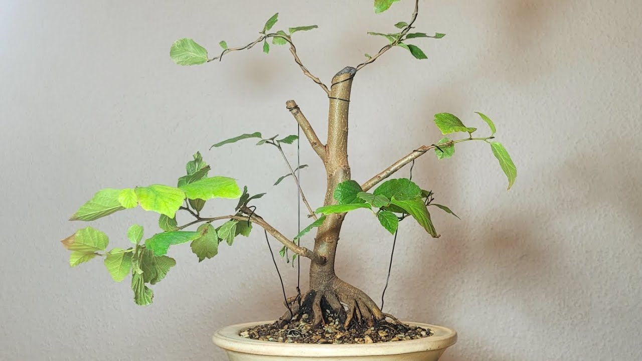 Bonsai Iron tree Parrotia Persica