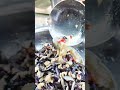 Max Seacrab | Foods #shorts #shortvideo #shorts