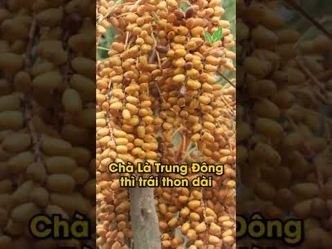 Video Cây Chà Là ăn trái thích hợp khí hậu VN - Tận hưởng vẻ... - youtube