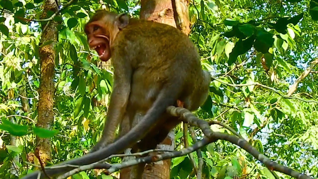 Why why Sherry angry with mom like this / Monkey Post