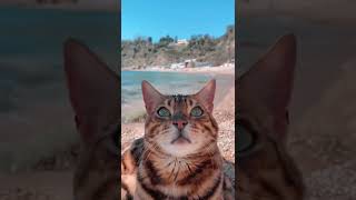 Sahilde Keyif Yapan Kedi