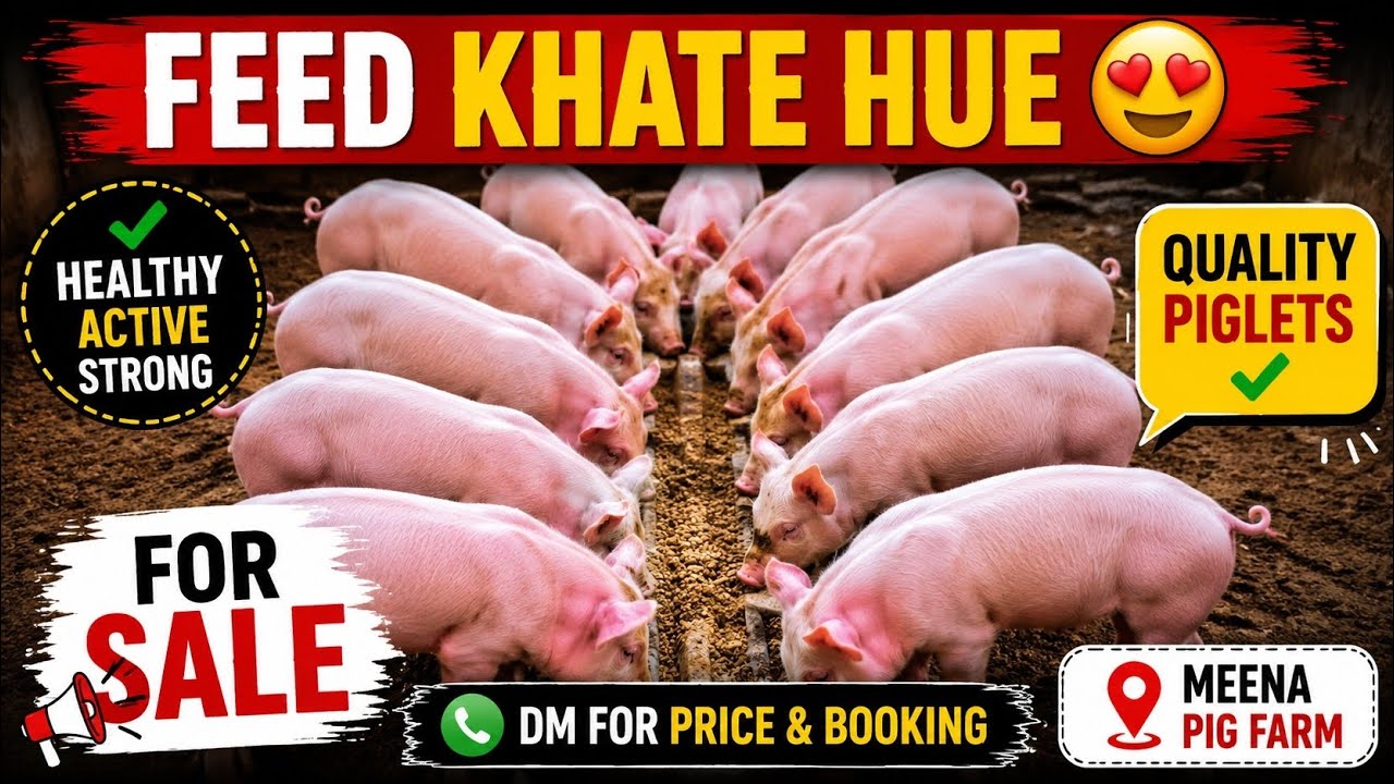 🐷 Active Piglets Feeding Time | Sale Available 📞#piglets #pigfarm # ...