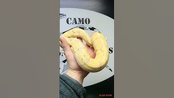 Cinnamon Pastel Banana Woma 💯 Het Albino Boy