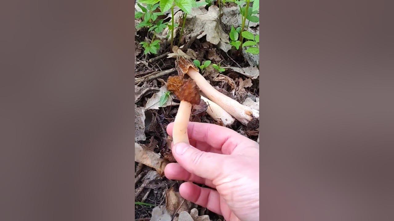 САМЫЙ ГРИБНОЙ ГОД начался! Сморчки и Сморчковые шапочки уже ОККУПИРУЮТ ...