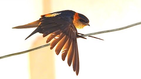 Red-rumped Swallow - A Bird Video
