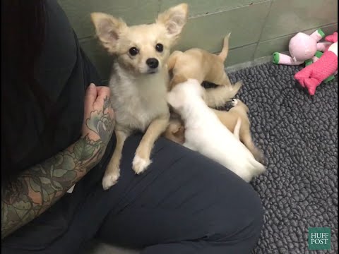 puppy paradise Cora The Rescue Dog Is Reunited With Her Pups