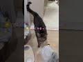 お風呂から出るのを待ってる猫のおてんちゃんが可愛すぎた【猫のちゅうたの妹分のおてんちゃん】#cat #猫 #保護猫 #shorts