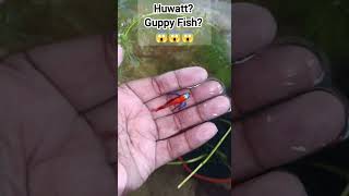 Super Hybrid Guppy Fish Full Red Dumbo! Amazing!!! 😱😱😱😍