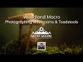 Woodland Macro Photography | Photographing Mushrooms & Toadstools | Geoff Moore Photography