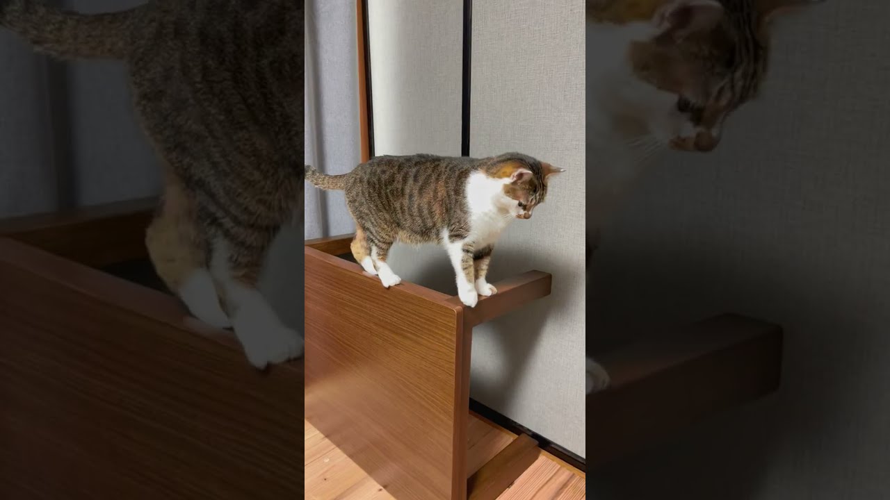 倒したテーブルの上で遊ぶ猫のマサ 隠れたつもりですが丸見えですよ Youtube 倒したテーブルの上で遊ぶ猫のマサ 隠れたつもりですが丸見えですよ Youtube