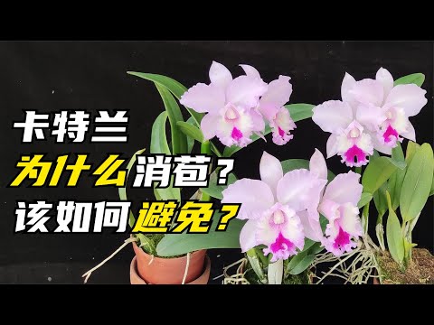 283 嘉德利亚兰为什么会消苞？消苞之后怎么办？该如何避免？