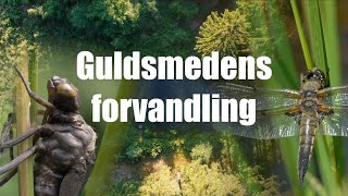 Guldsmedens Forvandling