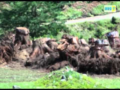 სკვერს 100-წლოვანი ტყე-პარკი ეწირება