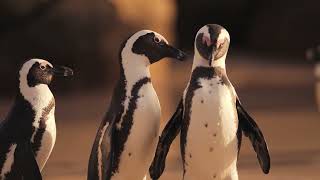 Waltz of the Penguins.  Вальс пингвинов. #shorts