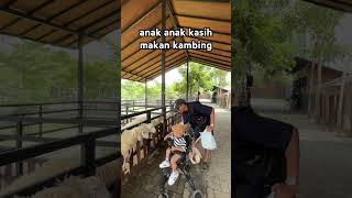 kasih wortel ke kambing #hewanlucu #hewan #kambing #minizoo #animals #animalshorts