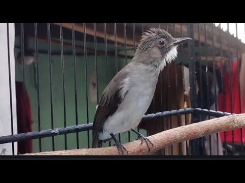 BURUNG BRINJI KELABU GACOR NGEKEK PANJANG || UNTUK MASTERAN