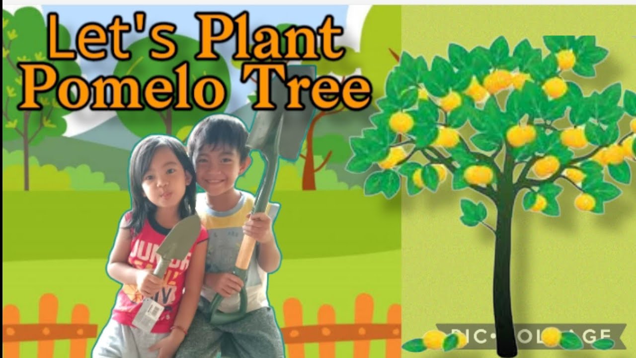 Let's Plant Pomelo Tree with Niza & Harry/Nursery SongKids Song/Play