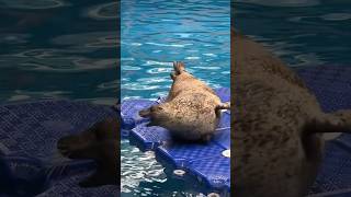 Seal Moments That Get Funnier Every Time 😂 #viral #animals #funnyanimals