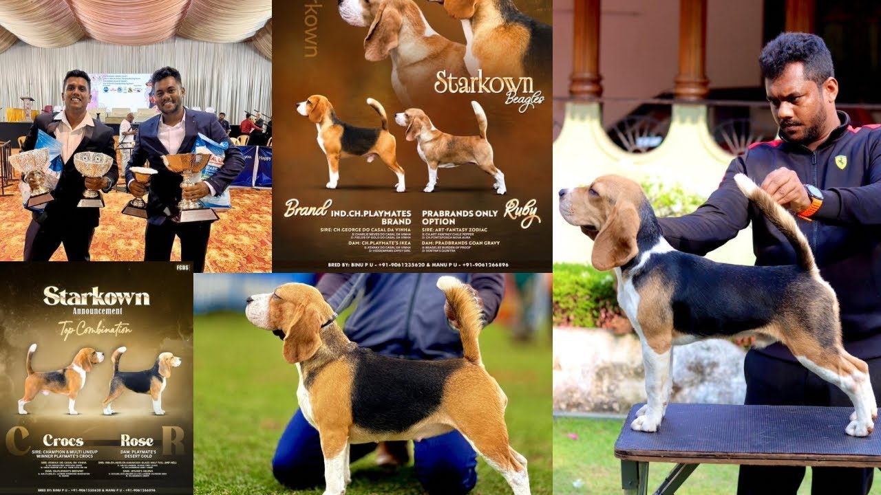 വീട് നിറയെ Beagle നായകൾ Starkown Kennel 